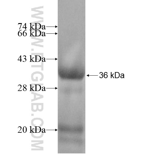 TCEAL2 fusion protein Ag12619 SDS-PAGE
