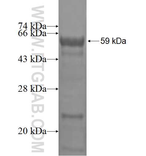 TCEAL3 fusion protein Ag1039 SDS-PAGE