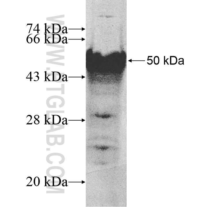 TCEAL4 fusion protein Ag11312 SDS-PAGE