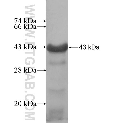 TCEAL6 fusion protein Ag11732 SDS-PAGE