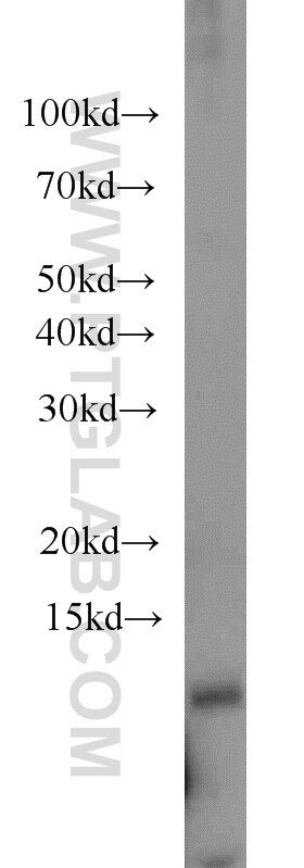 Western Blot (WB) analysis of A549 cells using TCEAL7 Polyclonal antibody (11218-1-AP)