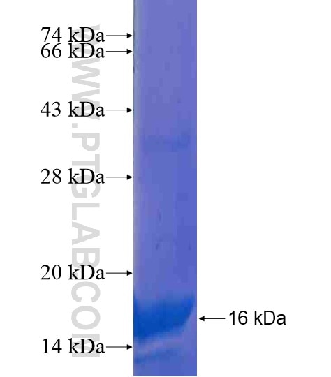 TCEAL7 fusion protein Ag21292 SDS-PAGE