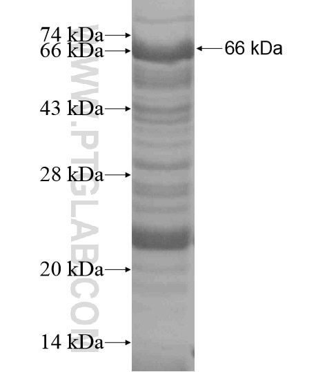 TCEANC fusion protein Ag19202 SDS-PAGE