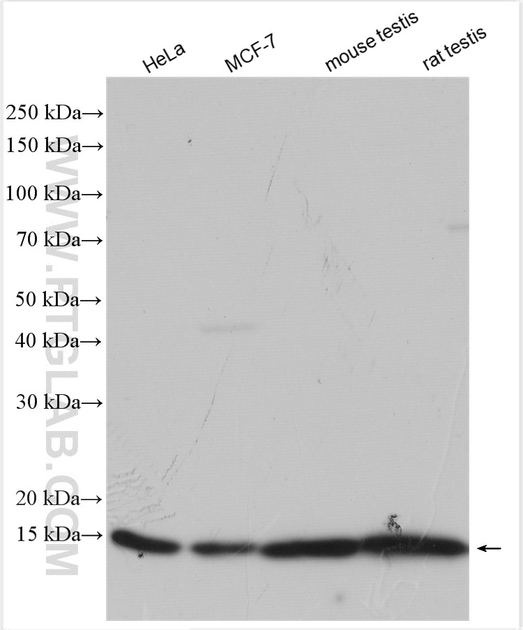 Western Blot (WB) analysis of various lysates using TCEB1 Polyclonal antibody (12450-1-AP)