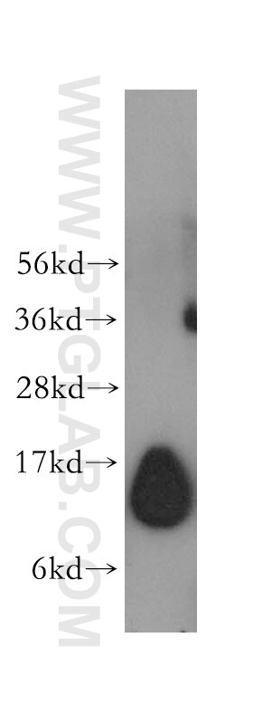 TCEB1 Polyclonal antibody