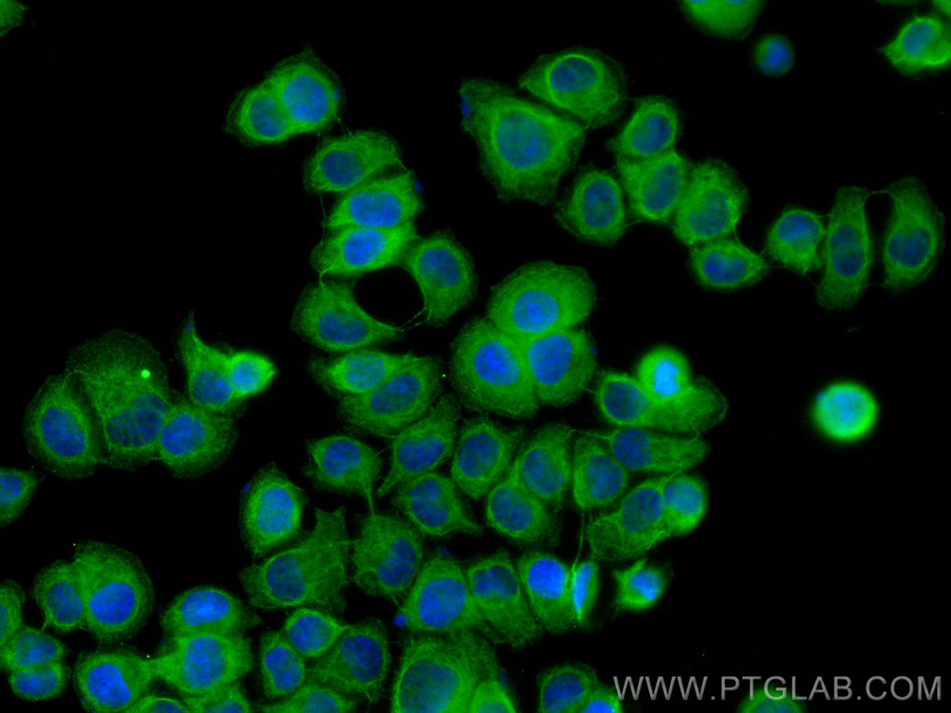 Immunofluorescence (IF) / fluorescent staining of T-47D cells using TCEB1 Monoclonal antibody (68164-1-Ig)