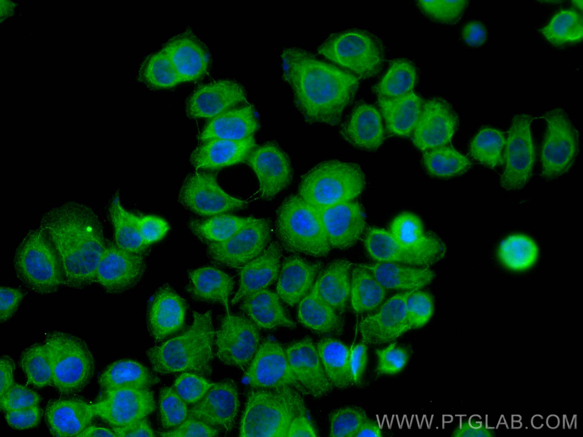 IF Staining of T-47D using 68164-1-Ig