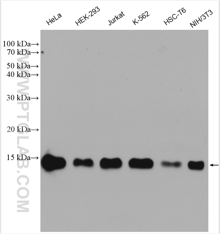 TCEB1