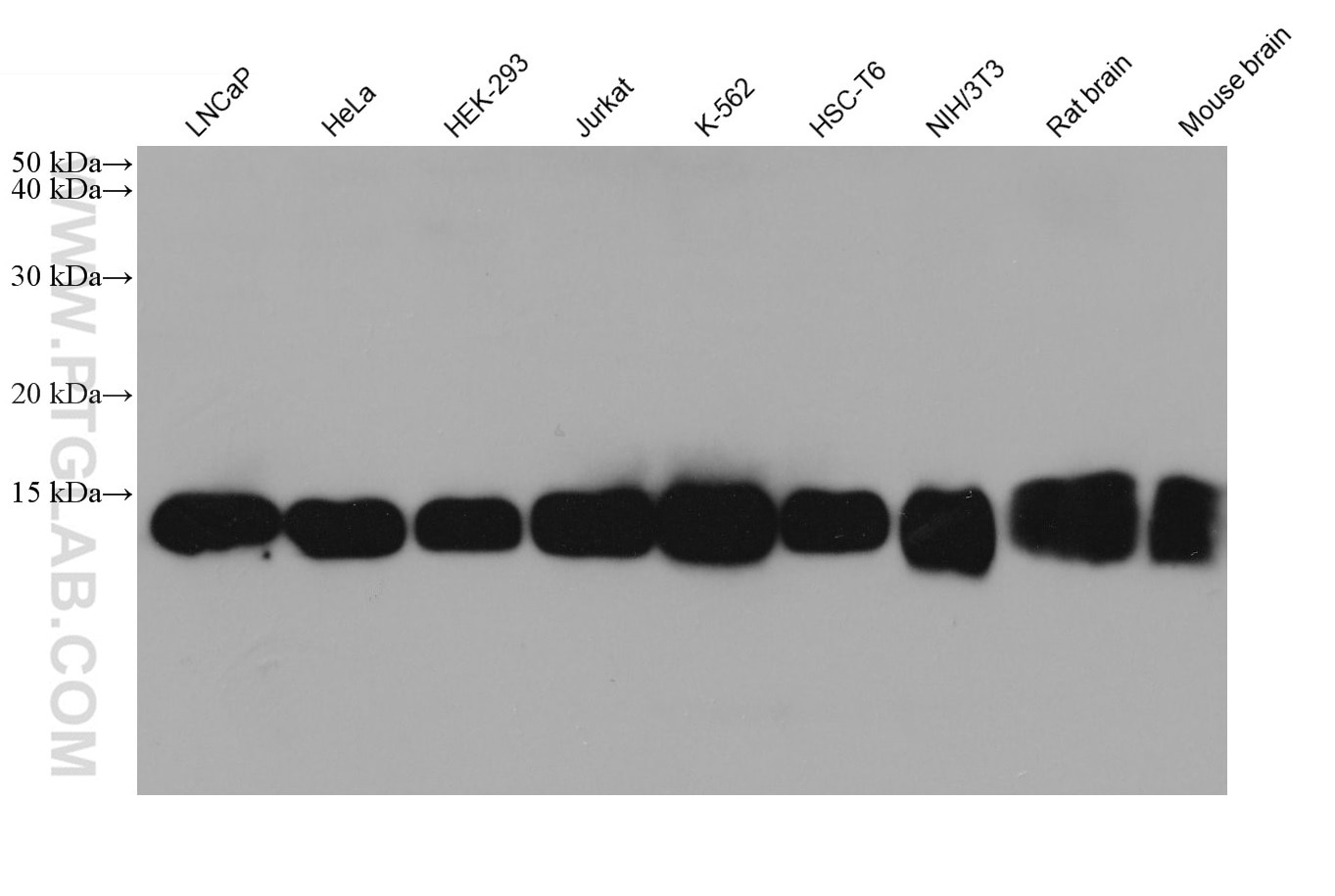 Western Blot (WB) analysis of various lysates using TCEB1 Monoclonal antibody (68164-1-Ig)