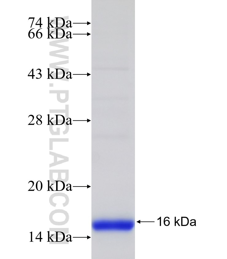 TCEB1 fusion protein Ag22601 SDS-PAGE