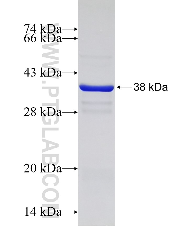 TCEB1 fusion protein Ag3087 SDS-PAGE