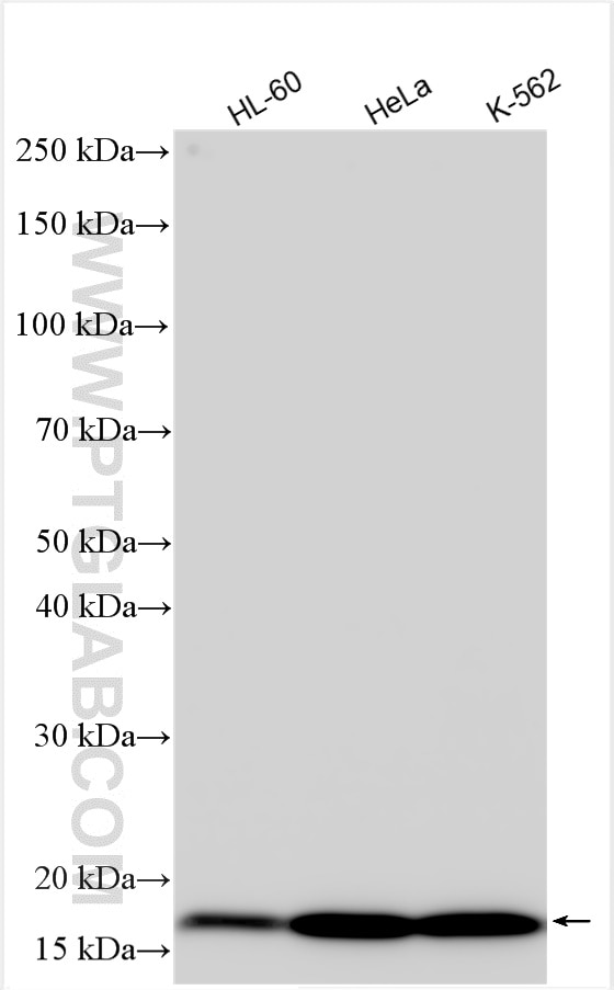 Western Blot (WB) analysis of various lysates using TCEB2/Elongin-B Polyclonal antibody (10779-1-AP)