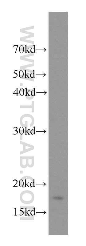 Western Blot (WB) analysis of mouse skeletal muscle tissue using TCEB2/Elongin-B Polyclonal antibody (10779-1-AP)