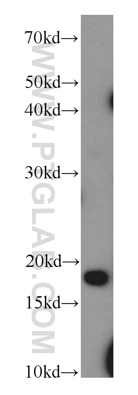 Western Blot (WB) analysis of HEK-293 cells using TCEB2/Elongin-B Polyclonal antibody (10779-1-AP)