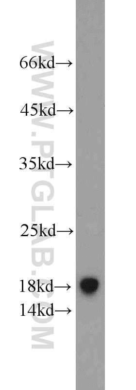 TCEB2/Elongin-B Polyclonal antibody