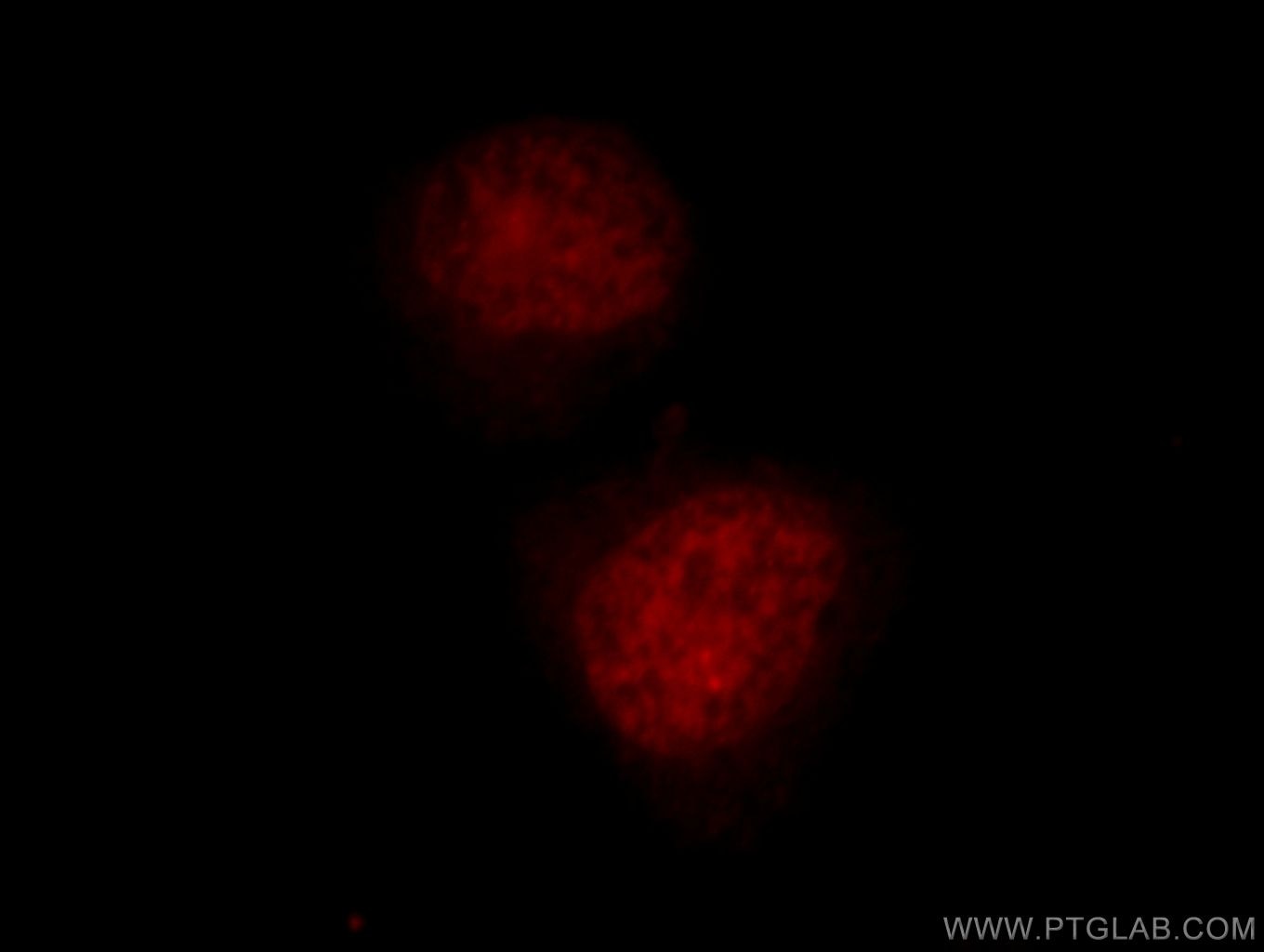 Immunofluorescence (IF) / fluorescent staining of HeLa cells using TCEB3 Polyclonal antibody (10502-1-AP)