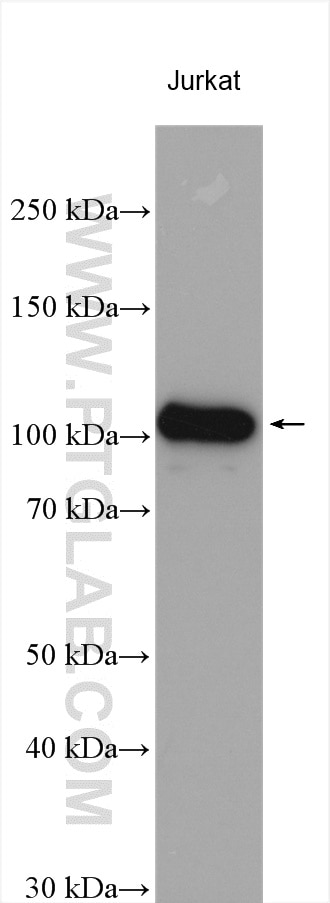 Western Blot (WB) analysis of various lysates using TCEB3 Polyclonal antibody (10502-1-AP)