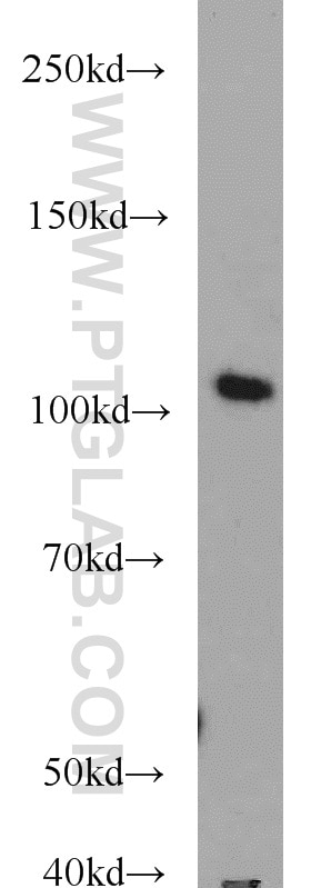 Western Blot (WB) analysis of mouse liver tissue using TCEB3 Polyclonal antibody (10502-1-AP)