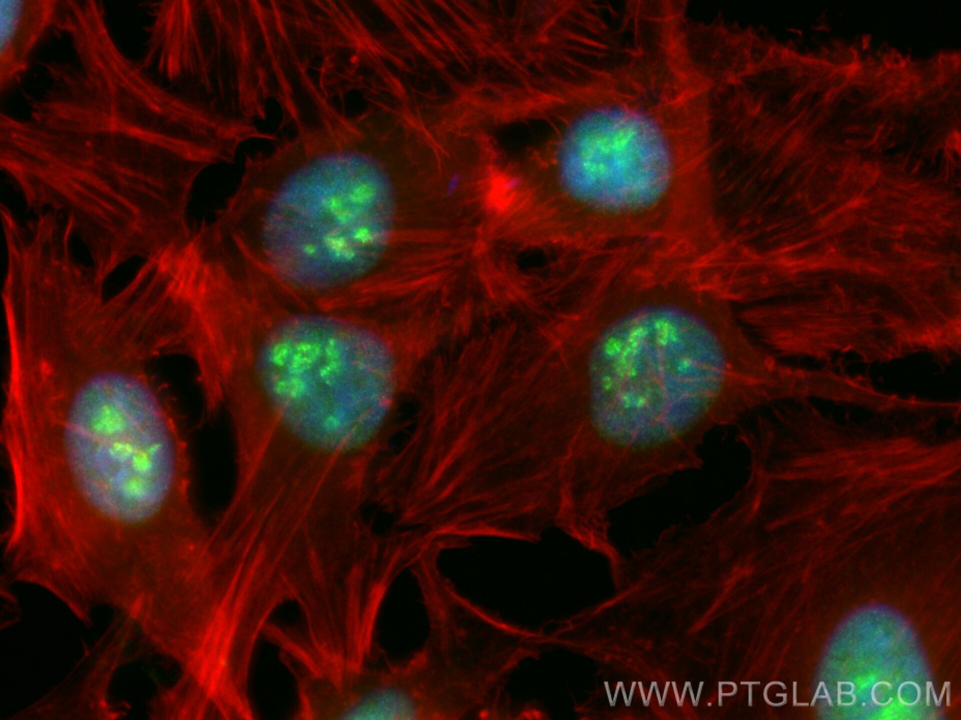 Immunofluorescence (IF) / fluorescent staining of HeLa cells using CoraLite® Plus 488-conjugated TCEB3 Polyclonal ant (CL488-10502)