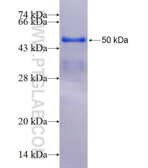 TCEB3 fusion protein Ag25508 SDS-PAGE