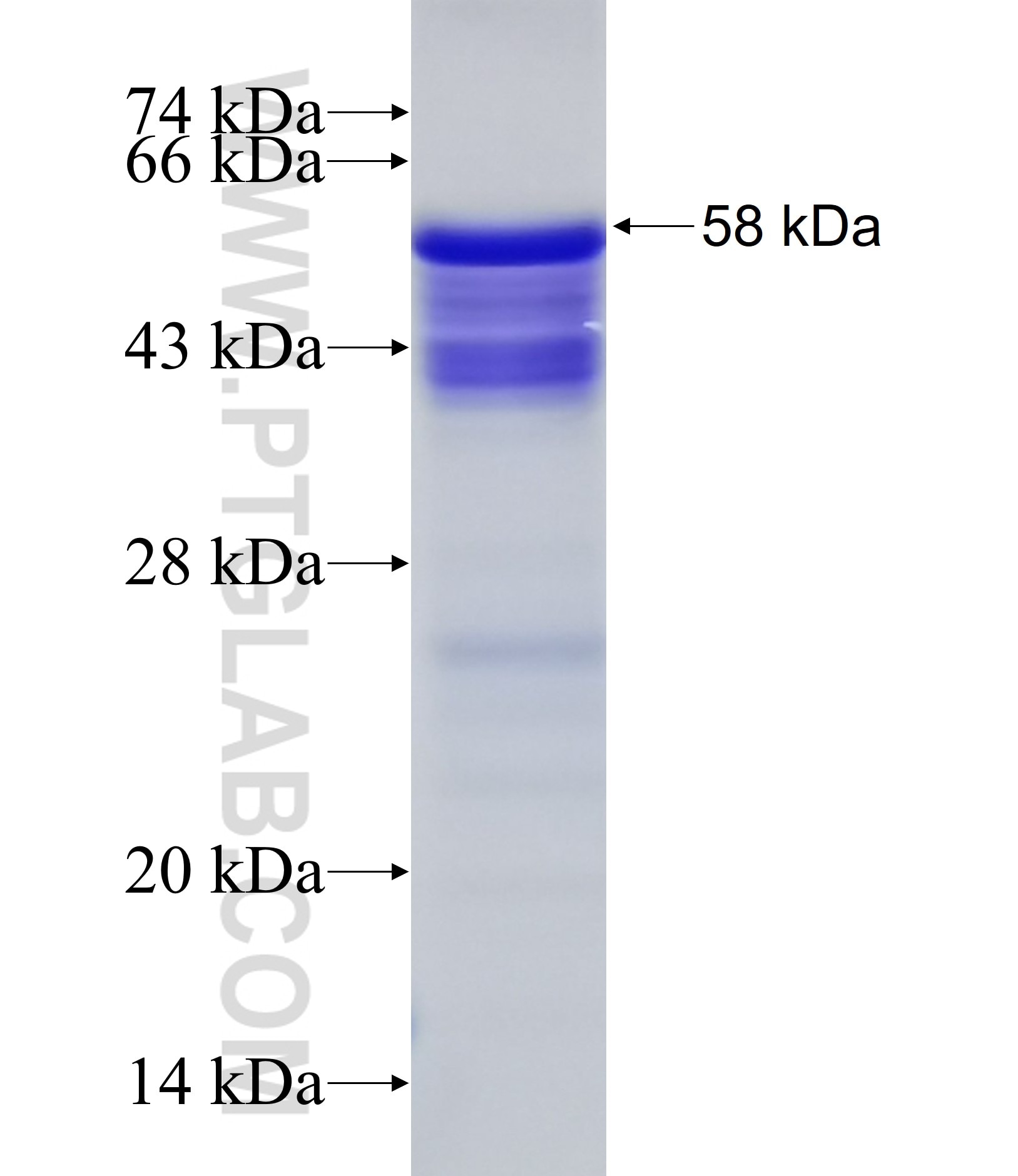 TCEB3 fusion protein Ag33045 SDS-PAGE