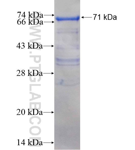 TCEB3 fusion protein Ag0778 SDS-PAGE