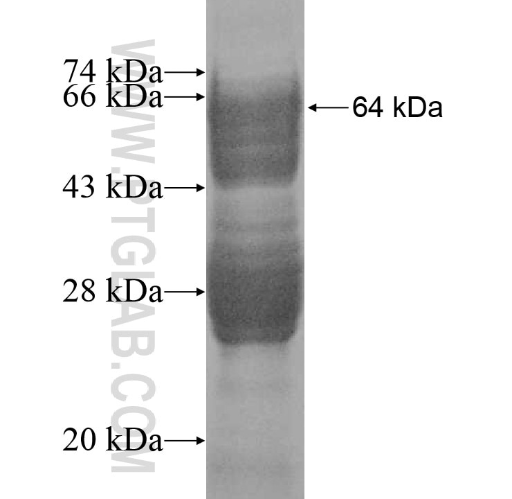 TCEB3B fusion protein Ag10595 SDS-PAGE