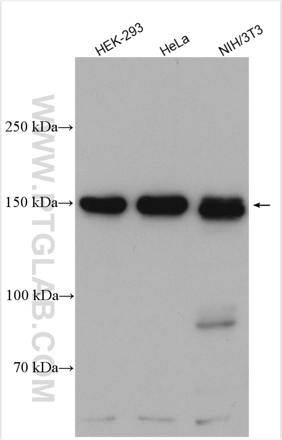 Western Blot (WB) analysis of various lysates using TCERG1 Polyclonal antibody (21858-1-AP)