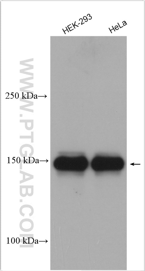 Western Blot (WB) analysis of various lysates using TCERG1 Polyclonal antibody (21858-1-AP)