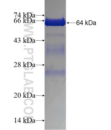 TCERG1 fusion protein Ag16482 SDS-PAGE