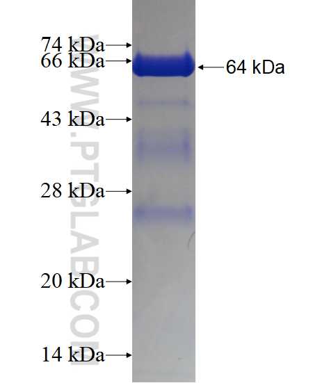 TCERG1 fusion protein Ag16482 SDS-PAGE