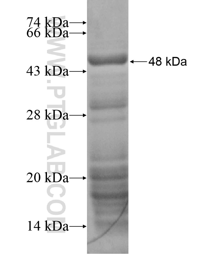 TCERG1 fusion protein Ag17520 SDS-PAGE
