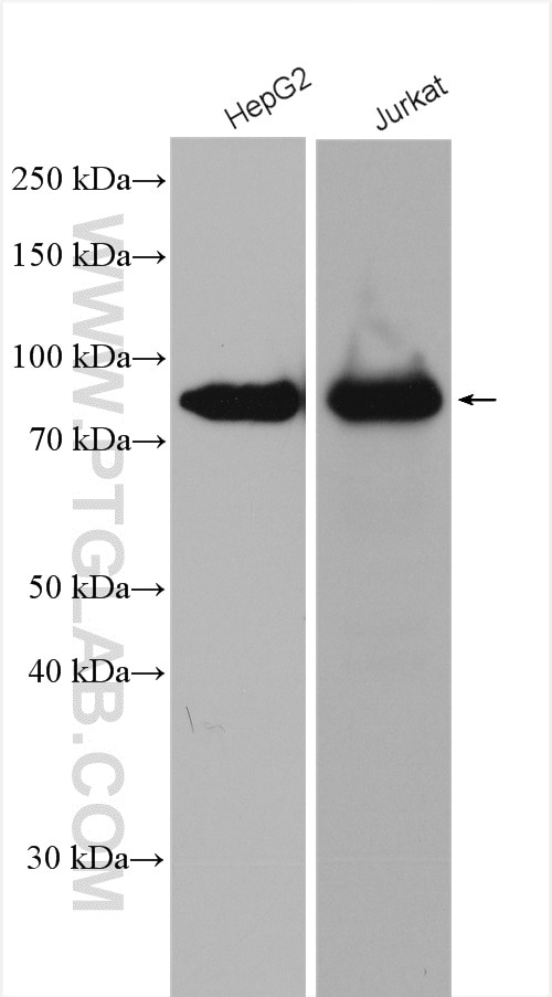 Western Blot (WB) analysis of various lysates using TCF12/HEB Polyclonal antibody (14419-1-AP)