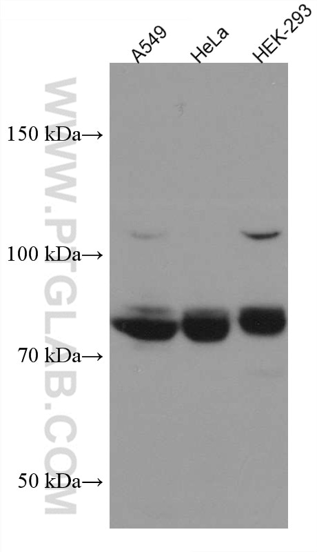 Western Blot (WB) analysis of various lysates using TCF12 Monoclonal antibody (67523-1-Ig)