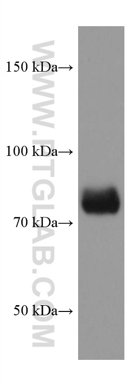 Western Blot (WB) analysis of Jurkat cells using TCF12 Monoclonal antibody (67523-1-Ig)