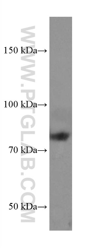 Western Blot (WB) analysis of HSC-T6 cells using TCF12 Monoclonal antibody (67523-1-Ig)