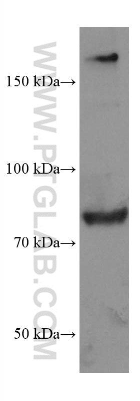 Western Blot (WB) analysis of NIH/3T3 cells using TCF12 Monoclonal antibody (67523-1-Ig)