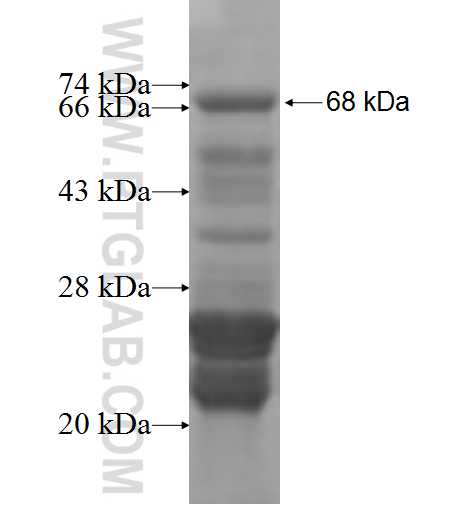 TCF12 fusion protein Ag5765 SDS-PAGE