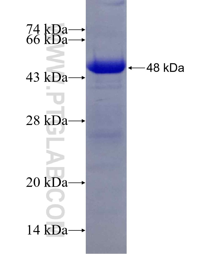 TCF12 fusion protein Ag6287 SDS-PAGE
