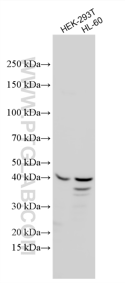 Western Blot (WB) analysis of various lysates using TCF19 Polyclonal antibody (14481-1-AP)
