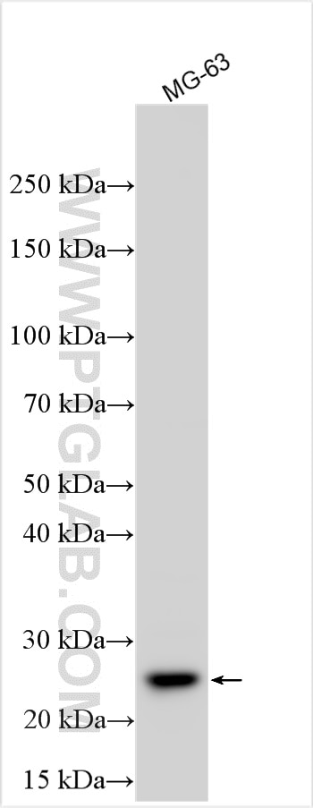 Western Blot (WB) analysis of various lysates using TCF21 Polyclonal antibody (30077-1-AP)