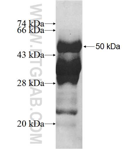 TCF21 fusion protein Ag3890 SDS-PAGE