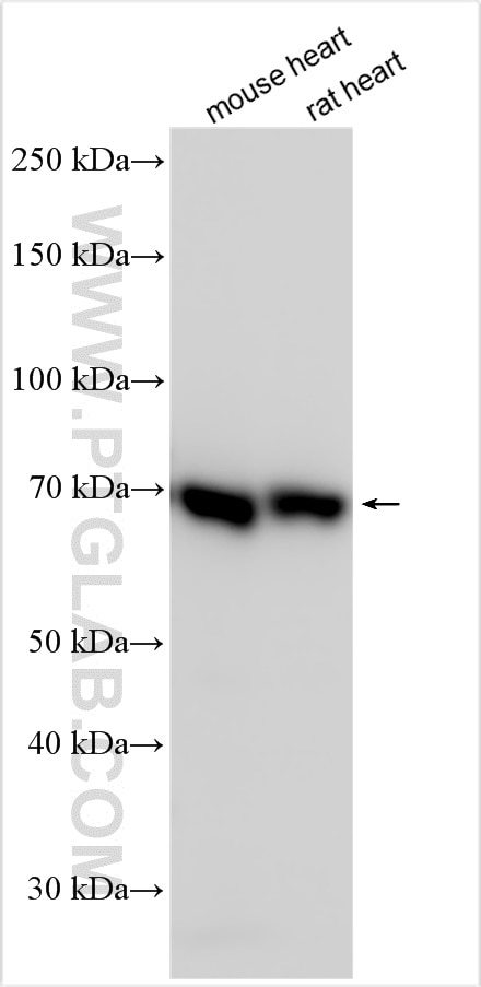 TCF25