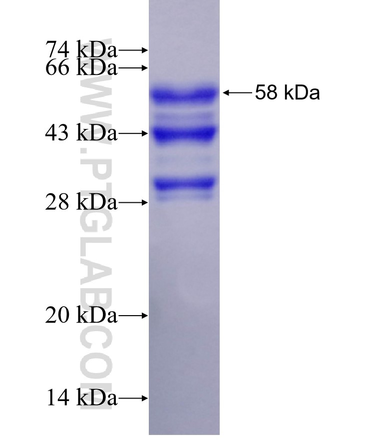 TCF25 fusion protein Ag29375 SDS-PAGE