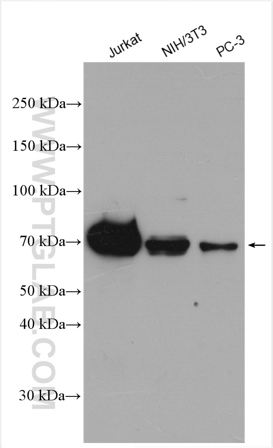 Western Blot (WB) analysis of various lysates using E2A Polyclonal antibody (21242-1-AP)