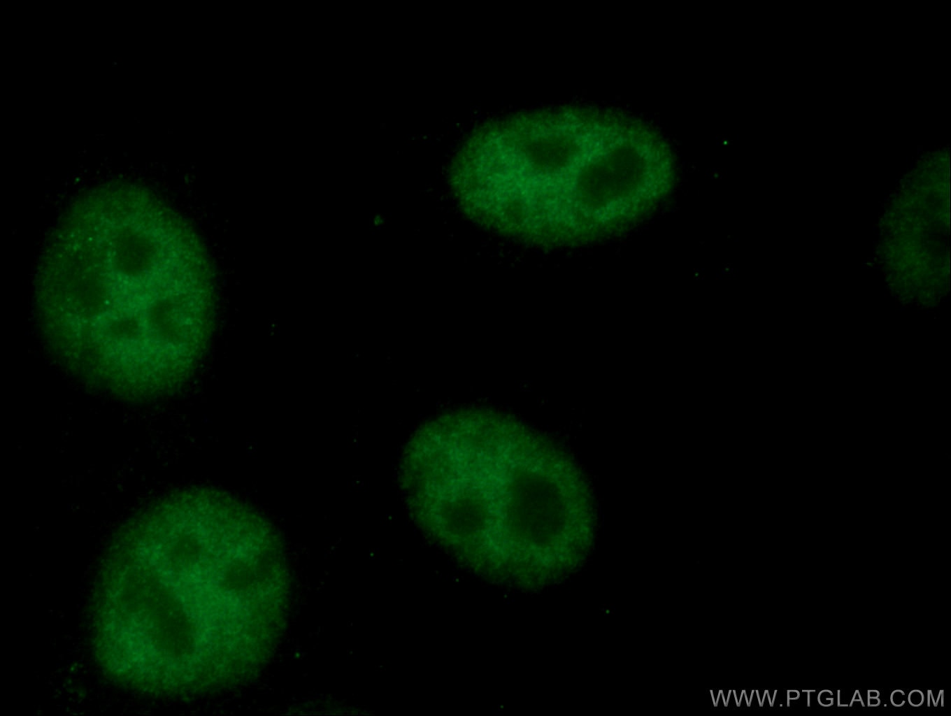 Immunofluorescence (IF) / fluorescent staining of HepG2 cells using TCF3 Monoclonal antibody (67140-1-Ig)