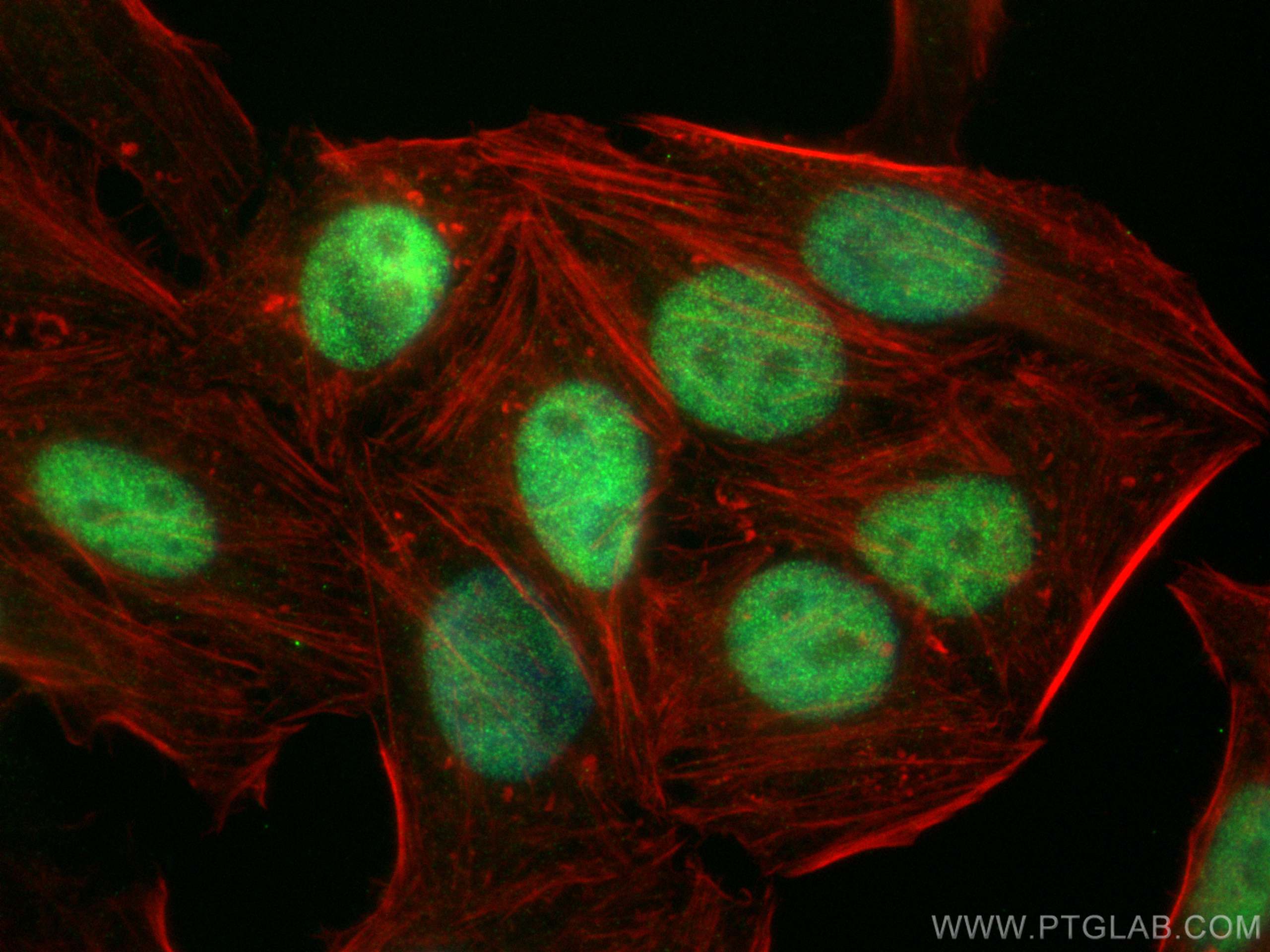 Immunofluorescence (IF) / fluorescent staining of HepG2 cells using TCF3 Monoclonal antibody (67140-1-Ig)