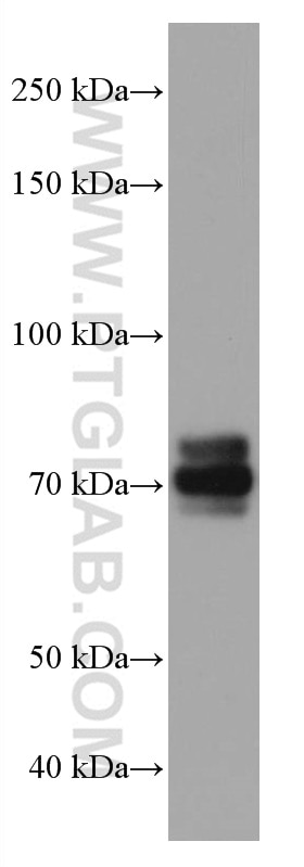 Western Blot (WB) analysis of HepG2 cells using TCF3 Monoclonal antibody (67140-1-Ig)