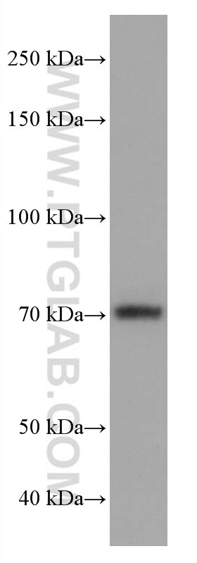 Western Blot (WB) analysis of NCI-H1299 cells using TCF3 Monoclonal antibody (67140-1-Ig)