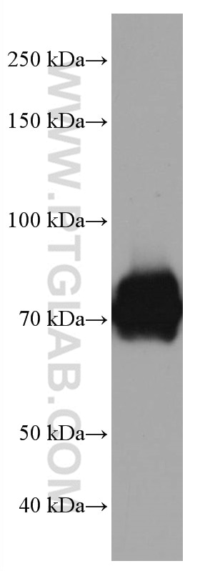 Western Blot (WB) analysis of Jurkat cells using TCF3 Monoclonal antibody (67140-1-Ig)